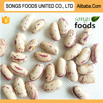 Clean and Healthy Light Speckled Kidney Beans Long Shape